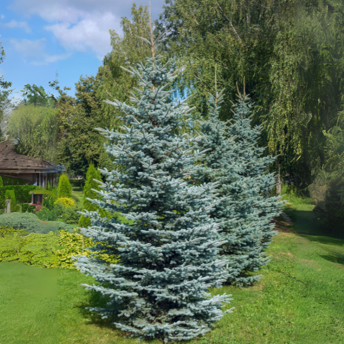Colorado Blue Spruce - 3 Years