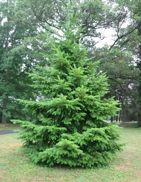Douglas Fir - 2 Year