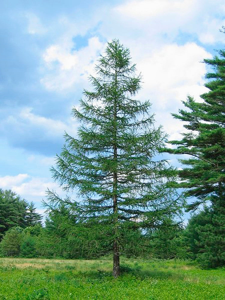 European Larch 3" Peat Pots