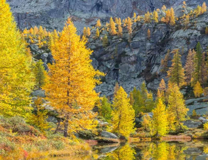 European Larch 3" Peat Pots