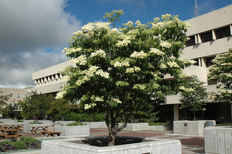Japanese Tree Lilac -Ivory Silk