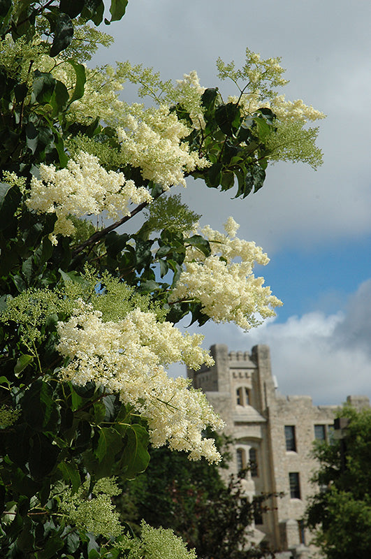 Japanese Tree Lilac -Ivory Silk