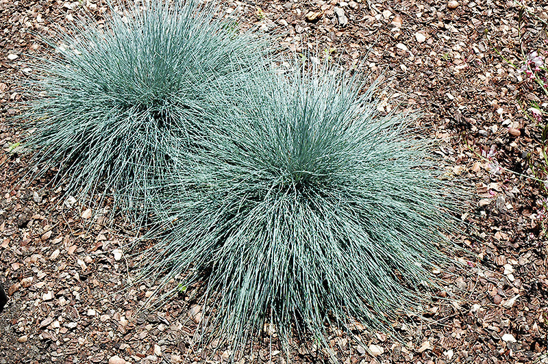 Fescue Beyond Blue