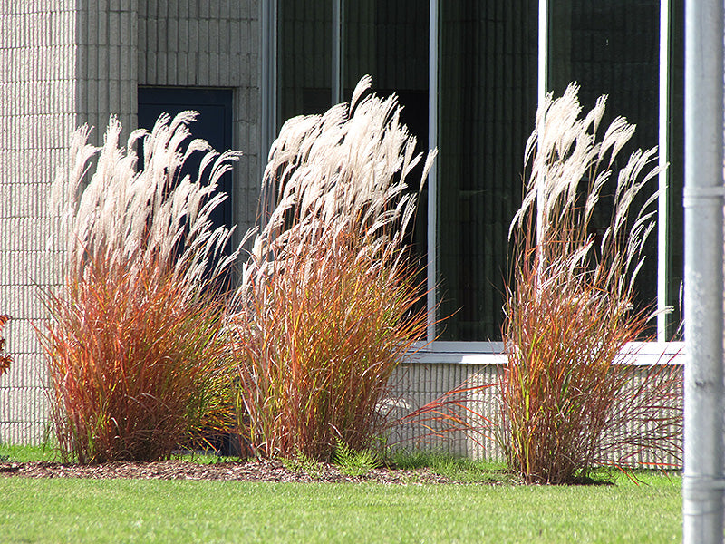 Flame Grass