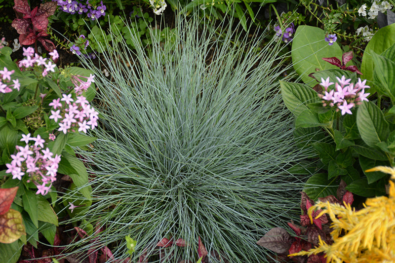 Fescue Beyond Blue