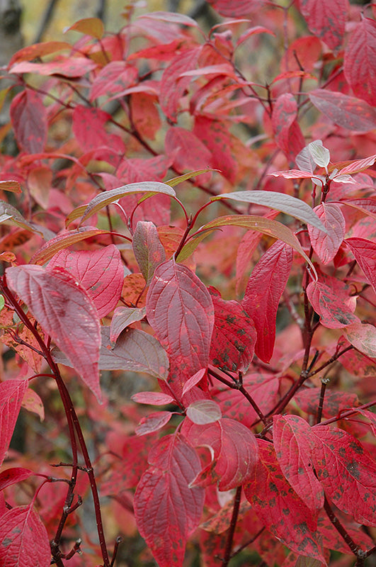Dogwood - Red Osier