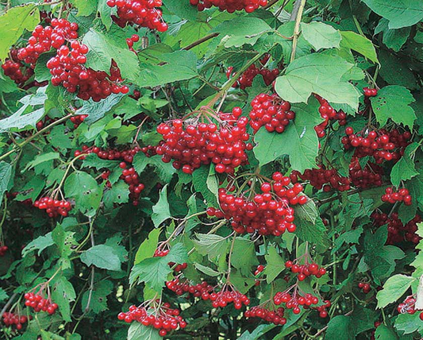 Highbush Cranberry - 1 year