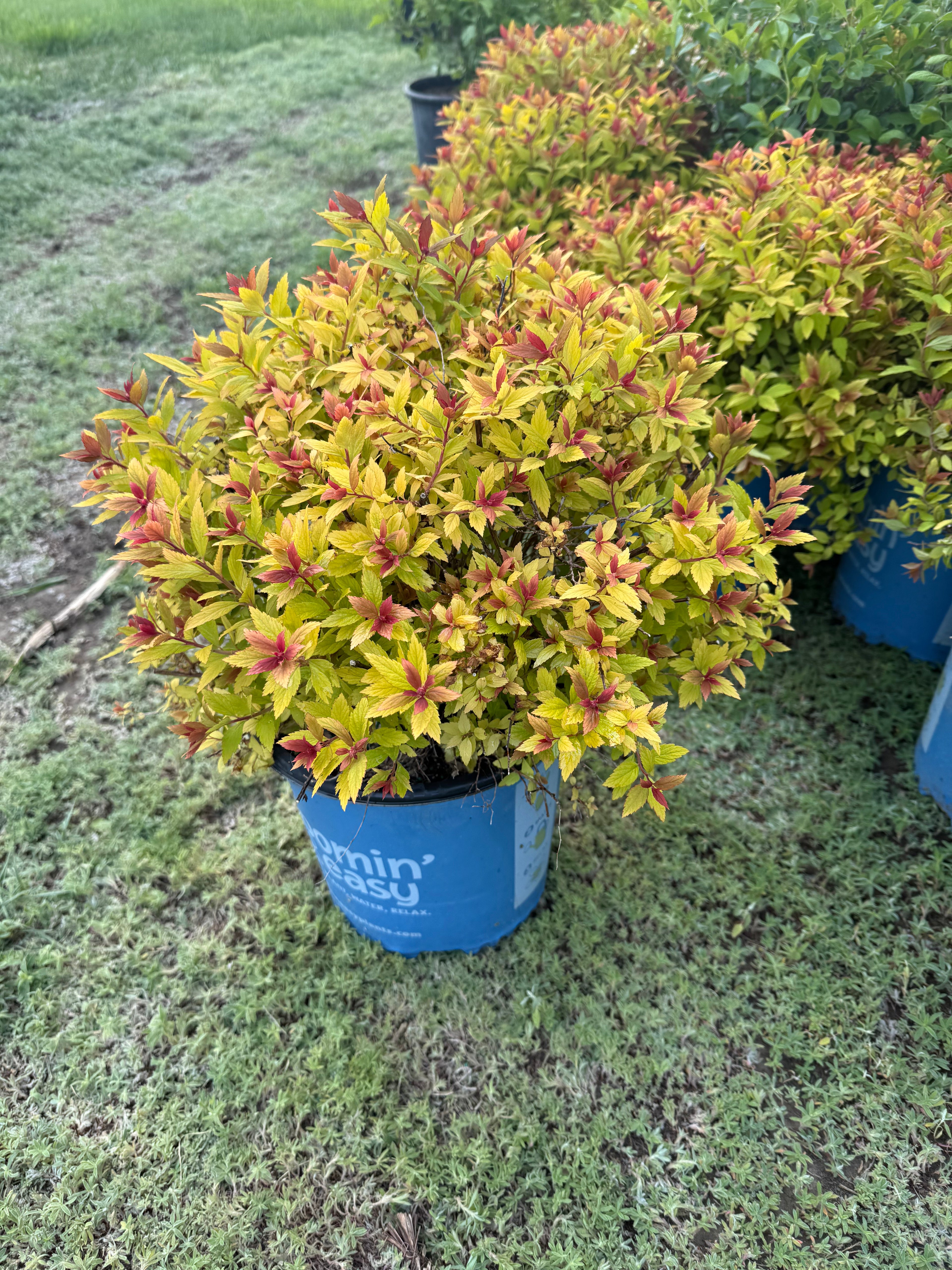 Poprocks™ Rainbow Fizz™ Spirea 2g