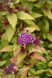 Poprocks™ Rainbow Fizz™ Spirea 2g