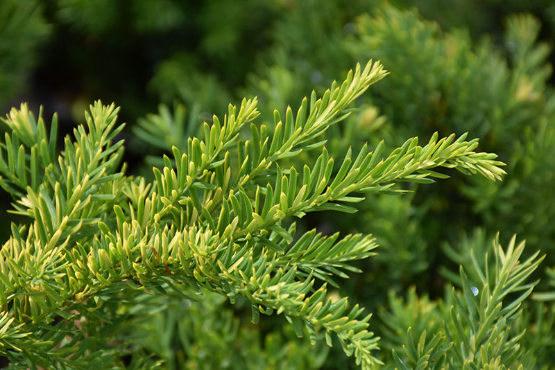 Morden Upright Japanese Yew - 2gal