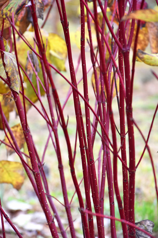 Dogwood - Red Osier