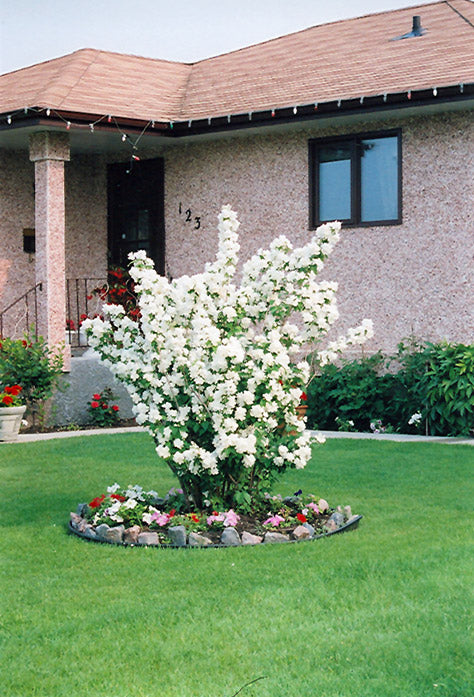 Mockorange "Minnesota Snowflake" - 2gal