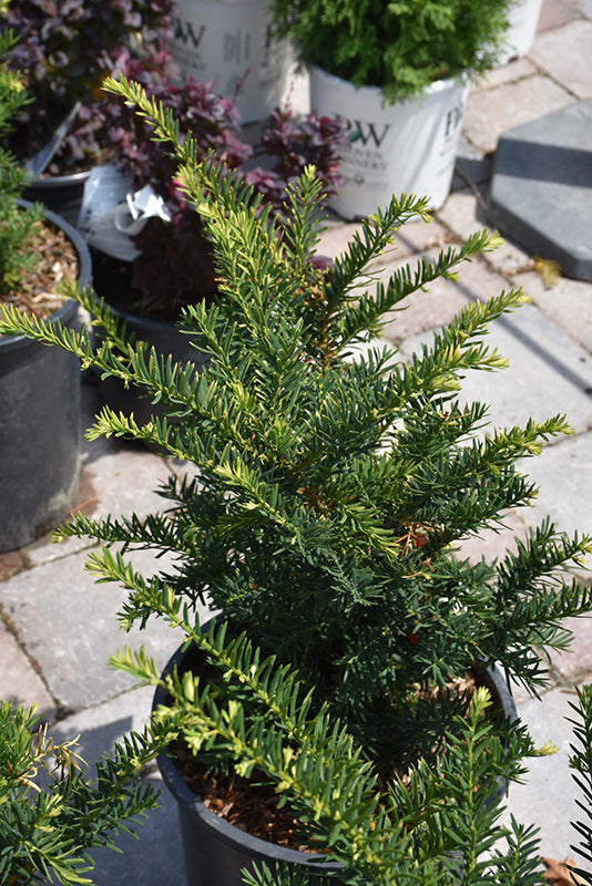 Morden Upright Japanese Yew - 2gal