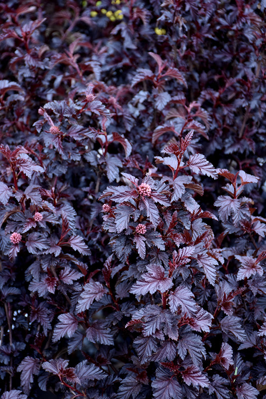 Ninebark "Panther"- 2gal
