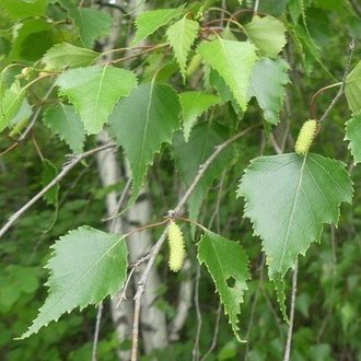 Paper Birch - 2 year