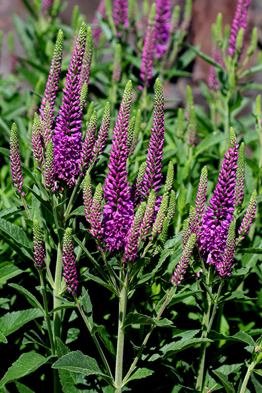 Purplegum Candles Speedwell 15cm