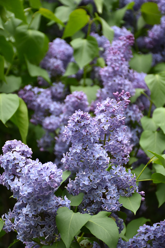 French Lilac "Wedgewood Blue" - 2gal
