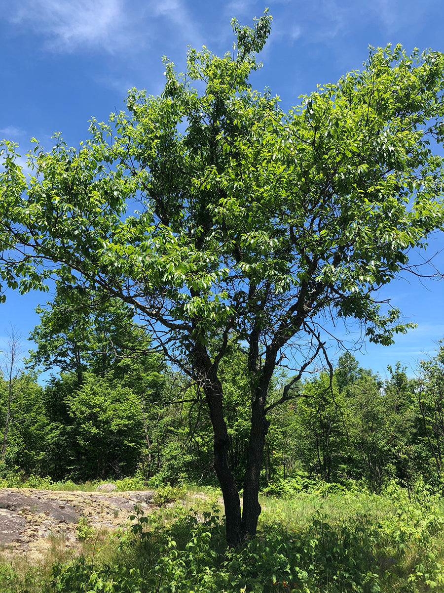 Black Cherry - 2 year