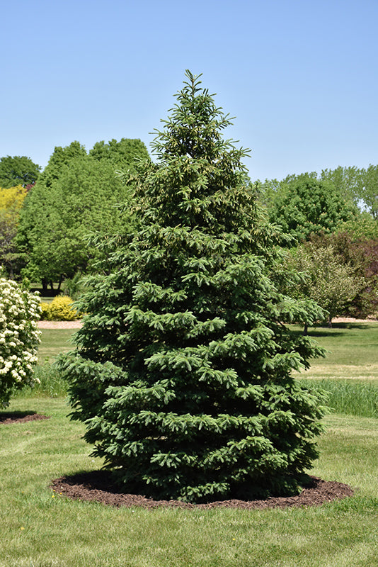 Black Hills Spruce - 3 years