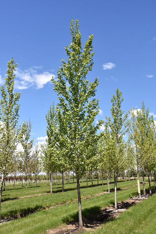 Byland Green Poplar