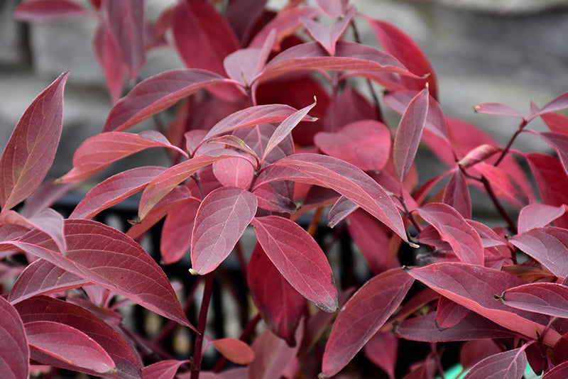 Dogwood Arctic Fire - 2gal