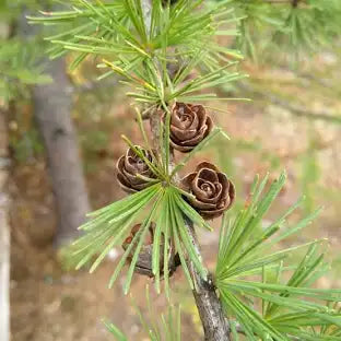 Tamarack Larch - 3" Peat Pot