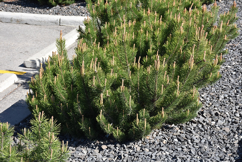 Dwarf Mugo Pine - 2gal