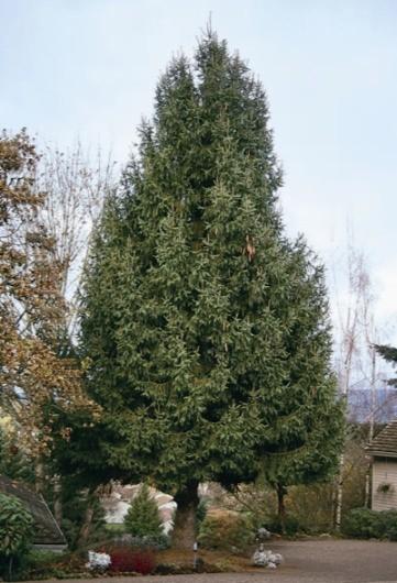 Norway Spruce 3 years