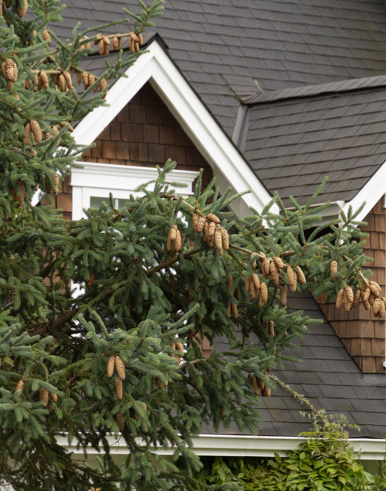 Norway Spruce 3 years