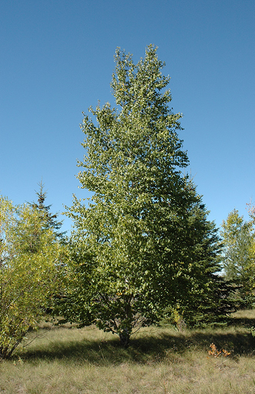 Paper Birch - 2 year