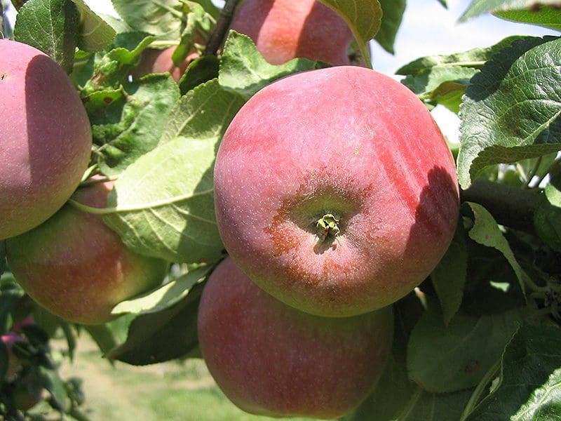Combo Apple Tree -
