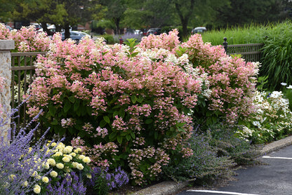 Hydrangea - Quick Fire 
