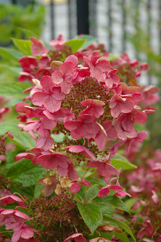 Hydrangea - Quick Fire 