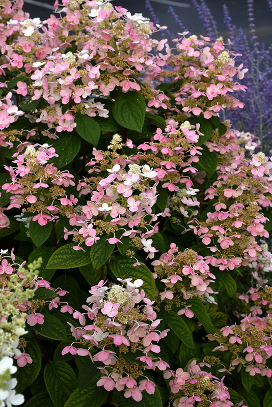 Hydrangea - Quick Fire 